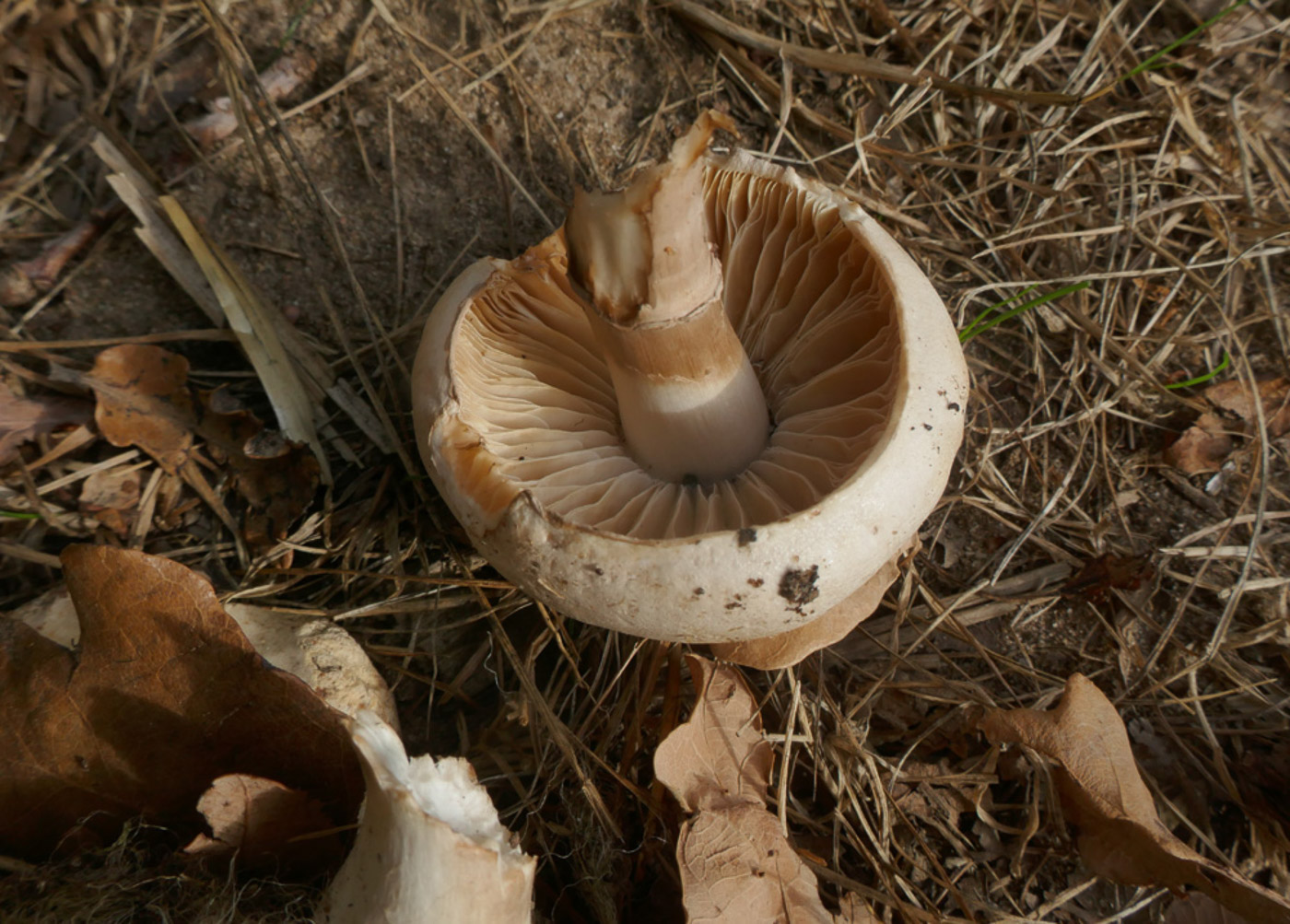 Photo © Jackie Ewan Leucoagaricus cf. carneifolius by Jackie Ewan